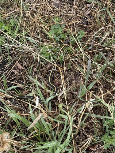 Plains Garter Snake