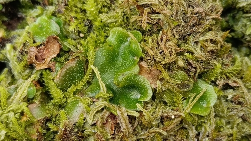 Crescent-cup liverwort