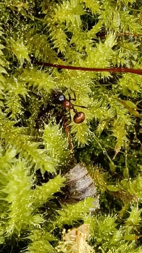 Mono Ant