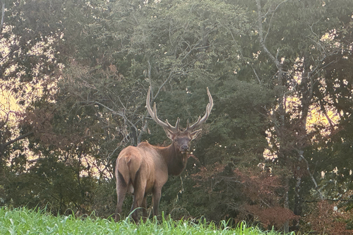 American Elk