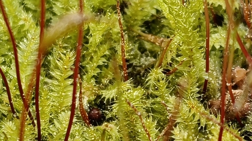 Racopilum cuspidigerum