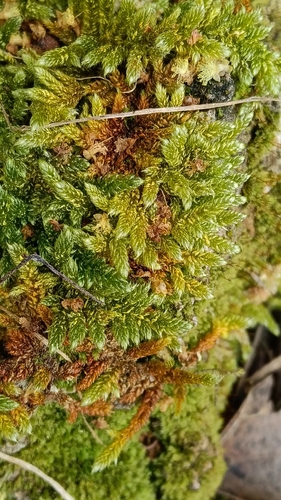 Cypress-leaved Plait-moss