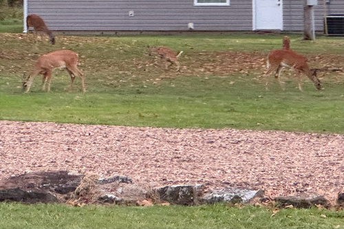White-tailed Deer