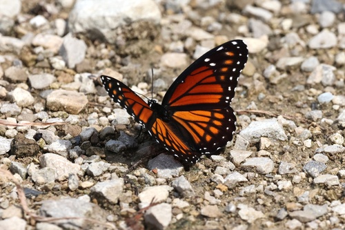 Viceroy