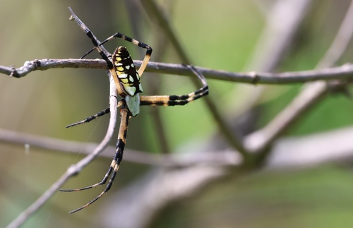 Yellow Garden Spider