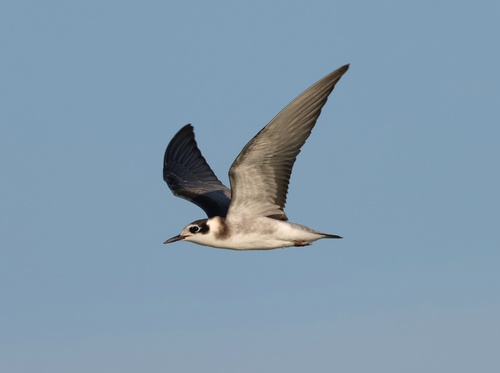 Black Tern