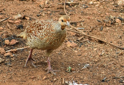 Grey Francolin