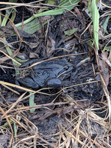 Striped Marsh Frog