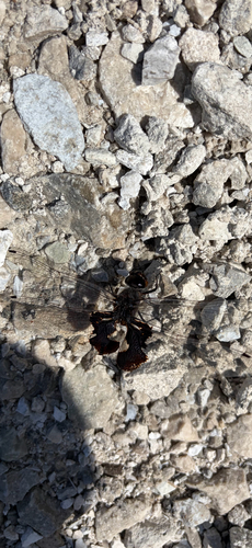 Black Saddlebags