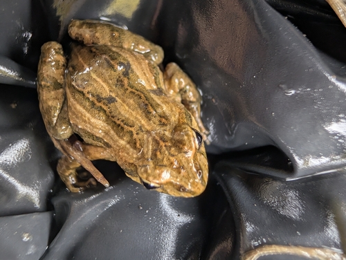 Common Eastern Froglet