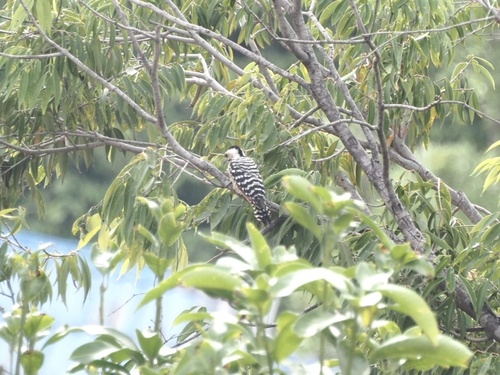 Freckle-breasted Woodpecker