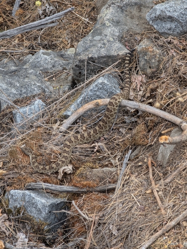 iNaturalist observation photo of Northern Pacific Rattlesnake