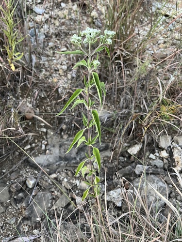 late boneset