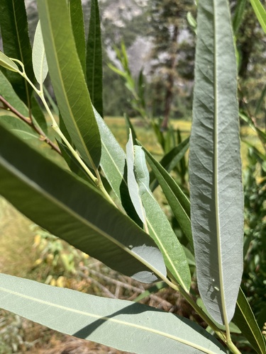 iNaturalist observation photo of Smerinthinae
