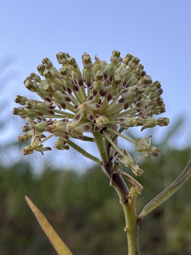tall green milkweed