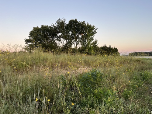 prairie dock