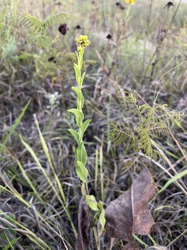 stiff-leaved goldenrod