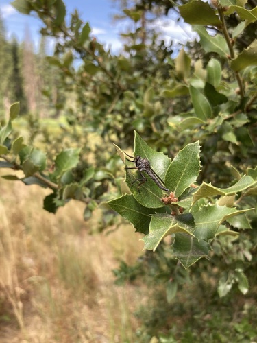 iNaturalist observation photo of Asilinae