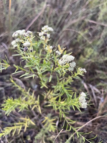narrowleaf mountainmint