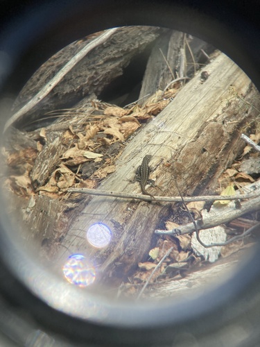 iNaturalist observation photo of Spiny Lizards