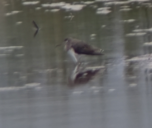 Solitary Sandpiper