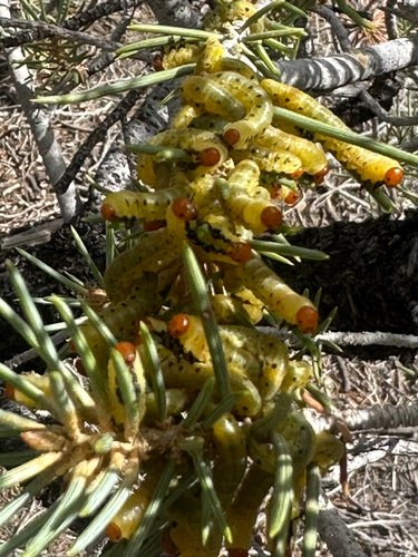 iNaturalist observation photo of Diprioninae