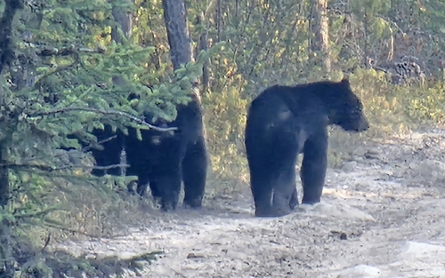 Black Bear sighting near Division No. 18