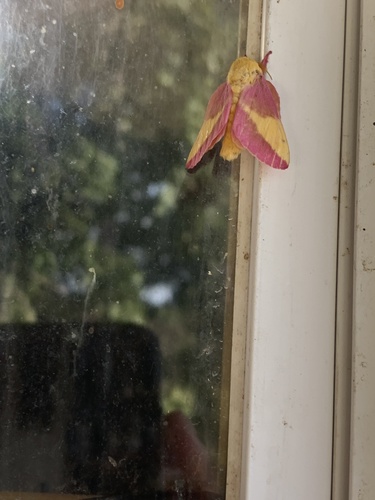 Rosy Maple Moth