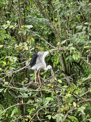 Asian Openbill