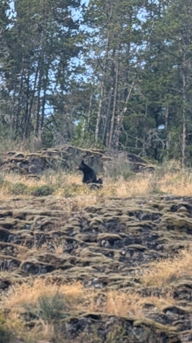 Black Bear sighting near North Vancouver