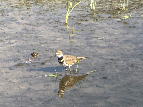Killdeer