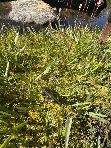 iNaturalist observation photo of Sierra Nevada Yellow-legged Frog