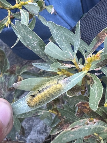 iNaturalist observation photo of Dagger Moths