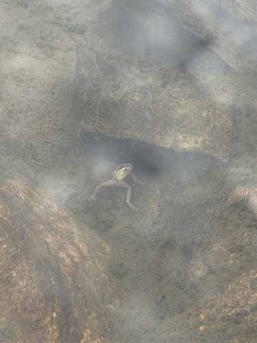 iNaturalist observation photo of Pacific chorus frog