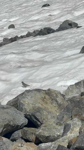 iNaturalist observation photo of Gray-crowned Rosy-Finch