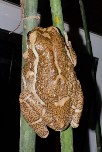 Veined Tree Frog
