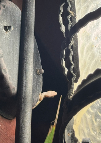 Asian House Gecko
