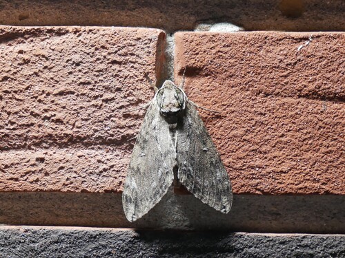 Catalpa Sphinx