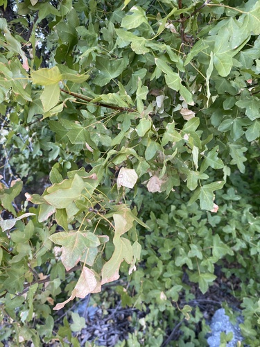 Montpellier Maple