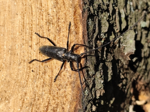 Carpenter Sawyer Beetle