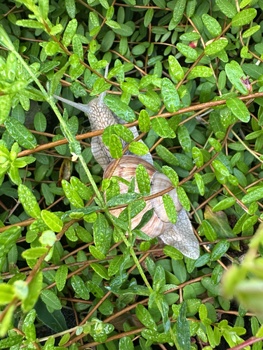 Roman Snail