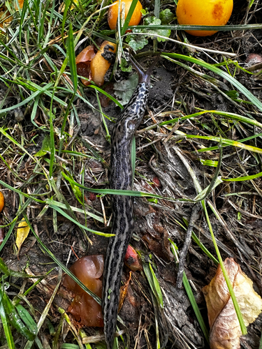 Leopard Slug