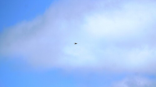 Eurasian Skylark