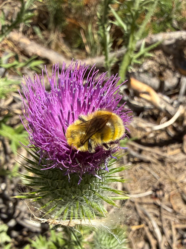 iNaturalist observation photo of Bumble Bees