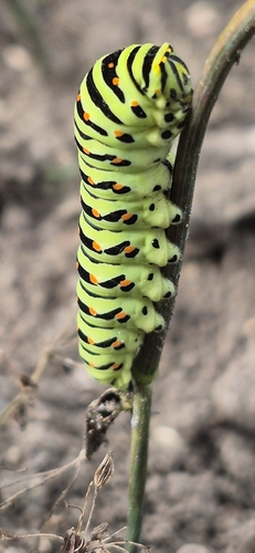 Old World Swallowtail
