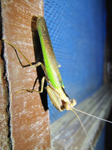 Purple Boxer Mantis