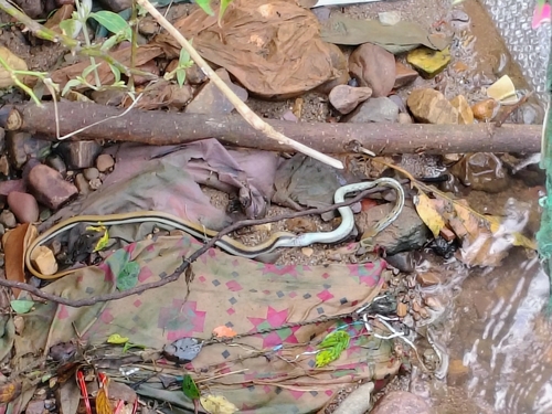 Common Indian trinket snake