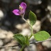 Shrubby Milkwort - Photo (c) Frances, all rights reserved