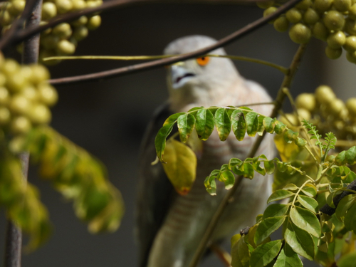 Shikra