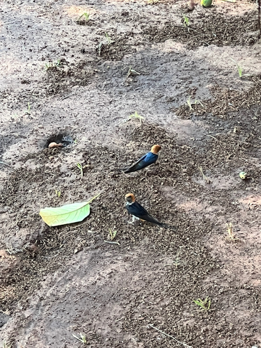 Lesser Striped Swallow